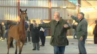 Eerste paardenmarkt in Barneveld [upl. by Turne]