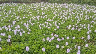 Water hyacinths Plant  Nukgui Video Tisaya Tongman Liya 😍  kochuripana  Just Looking Like a Wow😍 [upl. by Mitzi]