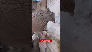 Sarı kınalı miski pigeon pets pigeon alatürkiye birds kabutar guvercin hayvansevgisi miski [upl. by Prouty]