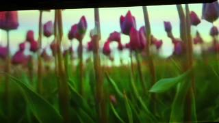 Pipilotti Rist artistvideo art [upl. by Call]