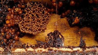 How to split a stingless bee colony  Blind splitting of stingless bee colony Part 2 [upl. by Atnwahsal555]