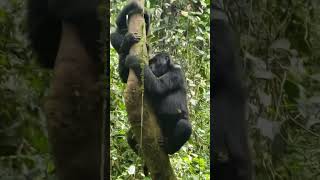 Gorilla Trekking in Bwindi Impenetrable Forest Uganda wildlife gorillasafari animals monkey [upl. by Cleopatra273]