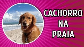 DICAS ESSENCIAIS PARA LEVAR SEU CACHORRO À PRAIA [upl. by Naid]