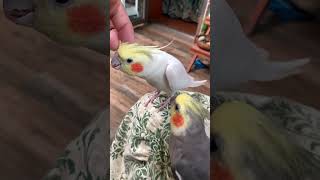 玄凤鹦鹉 很凶悍？ 😂 玄凤鹦鹉 birds parrot cute [upl. by Ivonne385]