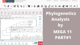 Phylogenetic Analysis by using MEGA 11 Part 1 [upl. by Anahsar419]