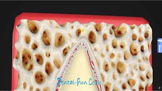 Periodontal ligament [upl. by Abeh]