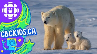 The Polar Bear  Amazing Animals  CBC Kids [upl. by Acissej]