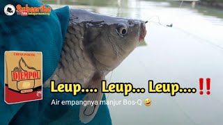 Umpan Ikan Mas Djempol Amis Ngetrik nya nagih BosQ  Langsung Test [upl. by Swinton]