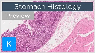 Stomach cells and tissues preview  Human Histology  Kenhub [upl. by Rorie928]