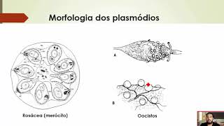 Malária Plasmodium  Curso de Parasitologia Humana Básica e Clínica  IBAP Cursos [upl. by Sergent217]