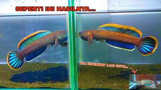 Cara Menebalkan Rim Ikan Channa Limbata  Progress Warna Channa Limbata [upl. by Atiugal770]