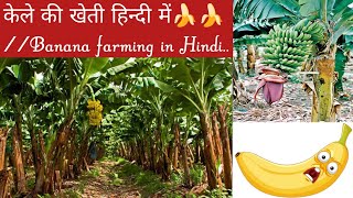 Banana cultivation In hindiCUETICARJET PART2Agriculture Important points for Competitive exam [upl. by Aserat751]