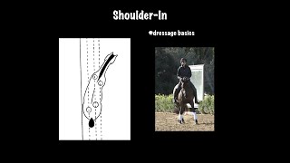 ShoulderIn A Fundamental Movement in Dressage Training [upl. by Ferrigno]