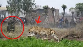 Himalayan mastiff destroys a leopard [upl. by Anayia122]