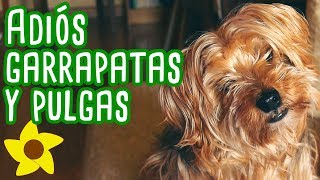 🦠 ¡Elimina las Garrapatas con Remedios Caseros 🌿💡 [upl. by Anialram]