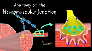 Anatomy of the Neuromuscular Junction [upl. by Nywde417]