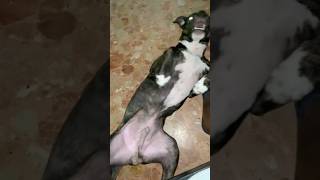 Amstaff 3 Months Old Puppy Mix pitbullpuppy amstaff [upl. by Airol]