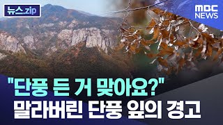 quot단풍 든 거 맞아요quot 말라버린 단풍 잎의 경고 뉴스zipMBC뉴스 [upl. by Chui368]