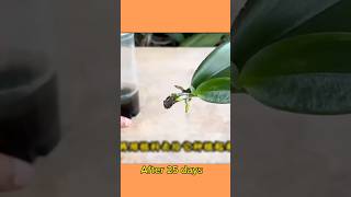 How to propagate phalaenopsis orchid from leaves  Orchid care flowers orchidcare sorts [upl. by Barbette]