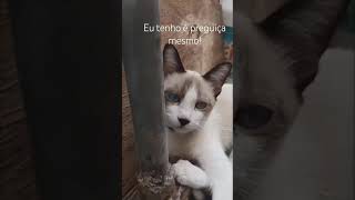 Meu gatinho motivation meme meugatinho [upl. by Forest]