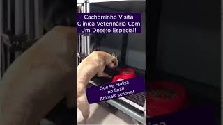 Cachorrinho Visita Clínica Veterinária Com Um Desejo Especial [upl. by Regen]