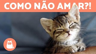 GATOS FOFOS e ENGRAÇADOS para melhorar seu dia 😻 compilação ❤️ [upl. by Ewall]