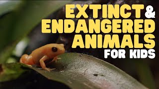 Extinct and Endangered Animals for Kids  What we can do to protect endangered species [upl. by Delwin]