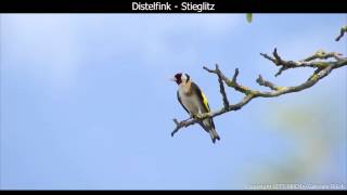 Distelfink  Stieglitz mit Gesang  European goldfinch singing  Carduelis carduelis 1080p HD [upl. by Yeslah]