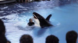 The TERRIFYING Last Minutes of Orca Trainer Britney White [upl. by Nnylannej]