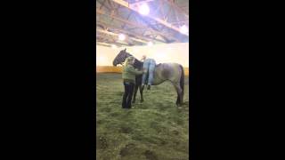 The new and safe way to start horses under saddle  first rider up [upl. by Trever]