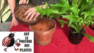 Conseils jardinage Polypodium punctatum Arrosage et entretien Plante verte dintérieur [upl. by Isnyl]