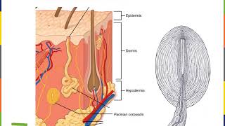 Integumentary System Part 3 [upl. by Alrad]