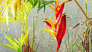 How to grow and take care of Heliconia Psittacorum [upl. by Yrnehnhoj133]