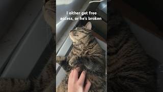 cat kitty kittycat catlover catvideos catshorts catlovers catvideo kittykitty foryoupage [upl. by Yleak381]