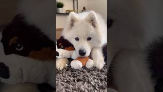 Fake dog becomes real dog animals adorably cute shorts shortvideo [upl. by Acirem]