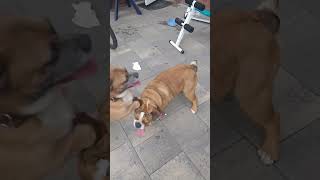 englishbulldog bulldogge hund hunde hundeliebe dogs dog dogshorts dogslove [upl. by Ivo]