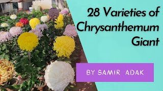 28 Varieties of Chrysanthemum  চন্দ্রমল্লিকা  Giant  Incurved  By Samir Adak  INDIA  2022 [upl. by Oicul]