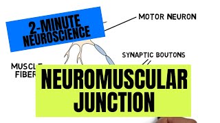 2Minute Neuroscience Neuromuscular Junction [upl. by Aehc]