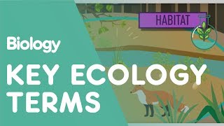 Key Ecology Terms  Ecology and Environment  Biology  FuseSchool [upl. by Burnham]