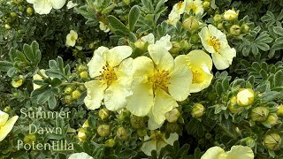 My Potentillas Are Thriving After Pruning  Watch to see how they reacted [upl. by Hamo]