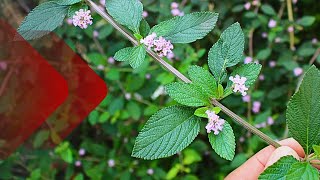 Saiba TUDO sobre a ERVACIDREIRA Lippia alba CARACTERÍSTICAS E BENEFÍCIOS [upl. by Agemo712]