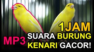 FULL 1JAM Suara Burung Kenari Gacor MP3 TERBARU 2023 AUTO NYAUT [upl. by Kevyn516]