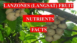 LANZONES Langsat FRUIT  HEALTH BENEFITS AND NUTRIENTS FACTS [upl. by Zashin]