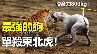 地球10大最強猛犬！前3名單殺東北虎！第1名咬合力竟高達800kg！ [upl. by Auoh604]