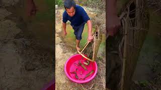 New Primitive Technology FISH TRAP with Fishing KR [upl. by Sladen]