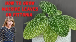 Fittonia Care  How to Get Big Leaves of Fittonia  Nerve Plant [upl. by Reklaw]