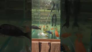 Just showing off our cichlid tank cichlid cichlids aquarium tank fish fishaquarium pleco [upl. by Yank]