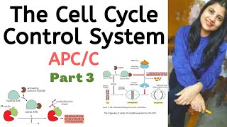 The Cell Cycle Control System  Part 3  APCC  Cell Biology  Hindi  Megha Kucchal [upl. by Phene]