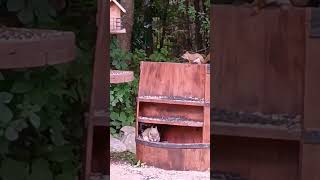 Red Squirrel Vs Grey Squirrel epic dual squirrel redsquirrels cute chipmunk nature wildlife [upl. by Nedla]