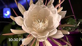 JawDropping Night Blooming Cereus Behold QueenoftheNight Epiphyllumoxypetalum [upl. by Mercado]